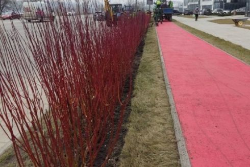 На Дніпровській набережній висадили кущі для захисту від шуму й пилу з дороги