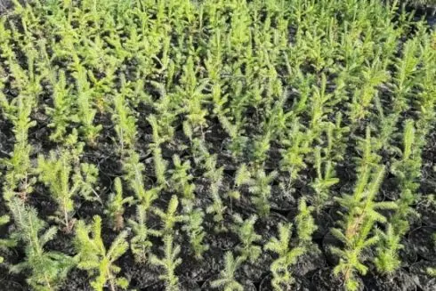 У Києві безкоштовно роздають саджанці дерев, які вижили під час окупації