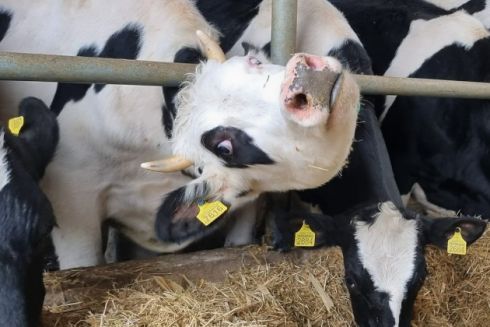 Під обстрілами і після руйнувань: Як сімейна ферма на Харківщині відновлює роботу після окупації