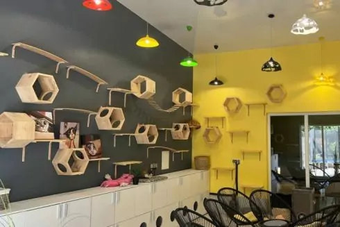 Дивіться, який котобудиночок побудували у львівському притулку для тварин