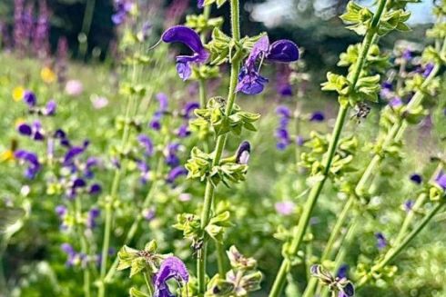 У Києві висадять хвойні дерева, розширять декоративні луки та екозони: список локацій