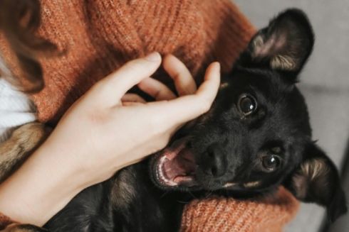 Відтепер у застосунку “Київ Цифровий” можна знайти собаку або кота з притулку