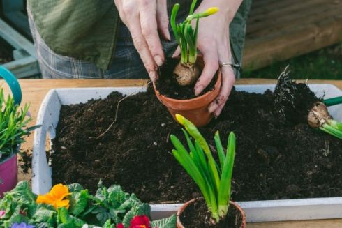 Школярі запустили соцпідприємство у Славутичі: вирощують квіти й овочі та переробляють відходи на добриво