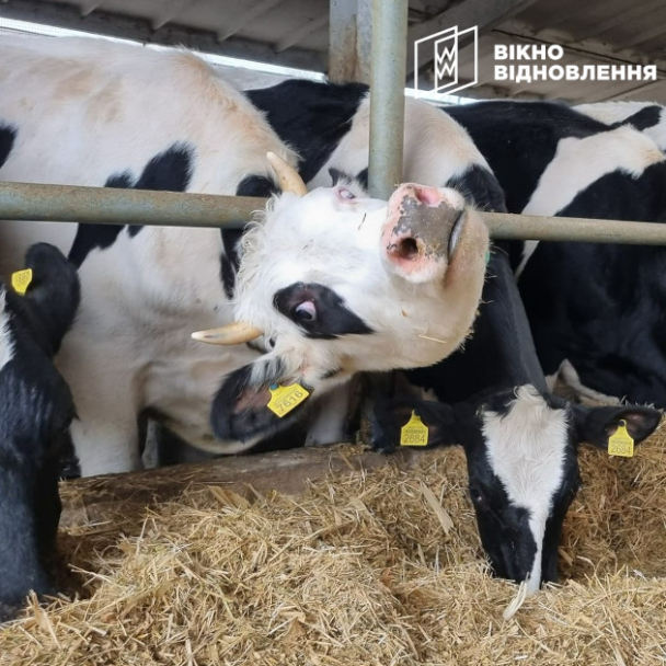 Під обстрілами і після руйнувань: Як сімейна ферма на Харківщині відновлює роботу після окупації