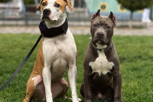 Кияни вимагають перевірити кінологічний центр через знущання над собаками