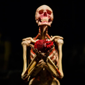 Бальзамовані органи і сканер тіла: 7 причин відвідати виставку Body Worlds