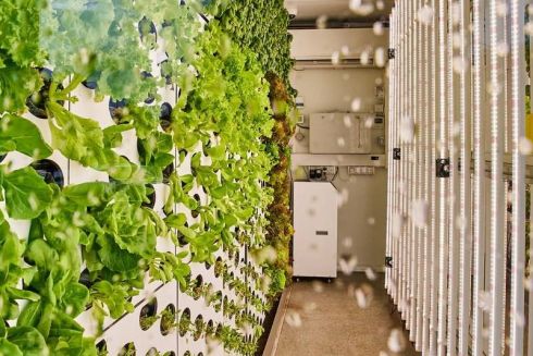 Фото. В одному з супермаркетів Дніпра встановили першу в Україні вертикальну ферму