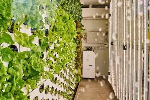 Фото. В одном из супермаркетов Днепра установили первую в Украине вертикальную ферму