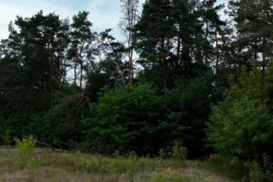 На Київщині хотіли знищити 60 гектарів червонокнижного лісу, щоб збудувати котеджі