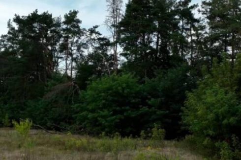 На Київщині хотіли знищити 60 гектарів червонокнижного лісу, щоб збудувати котеджі