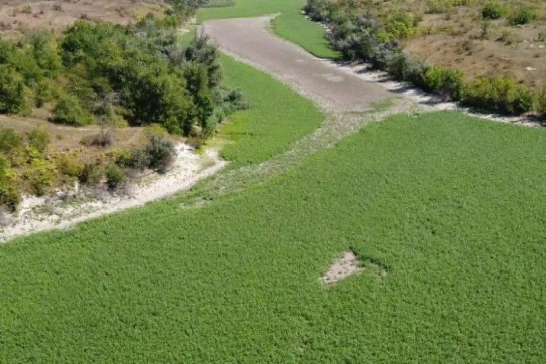 Дно колишнього Каховського водосховища засіяли конюшиною та люцерною