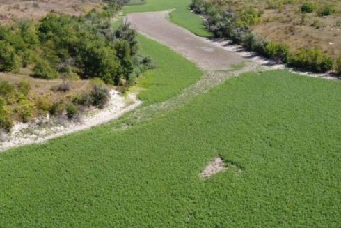 Дно бывшего Каховского водохранилища засеяли клевером и люцерной