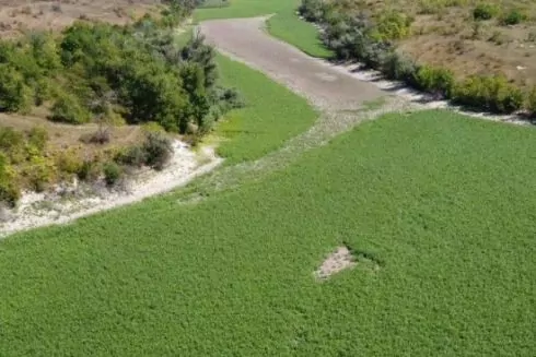 Дно бывшего Каховского водохранилища засеяли клевером и люцерной
