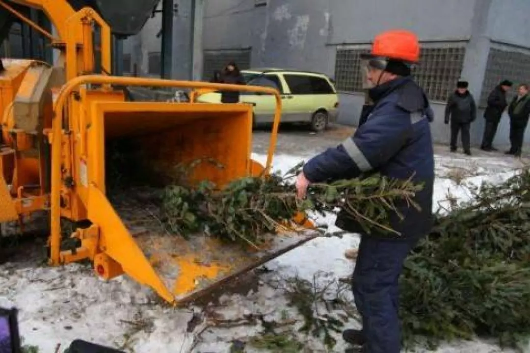 В Киеве заработали пункты приема новогодних елок
