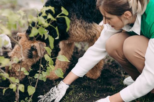 У Львові облаштували перший в Україні сенсорний парк для собак: що це та навіщо він потрібен