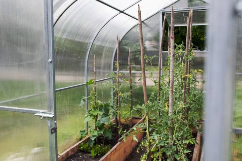 У Львові встановили теплицю на території дитсадку, щоб розвивати міське городництво