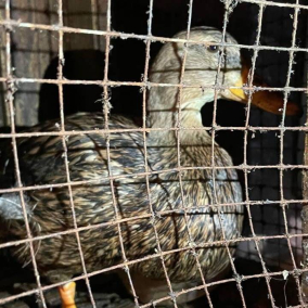 Зоозащитники спасли утку, которую держали в одном из киевских пабов