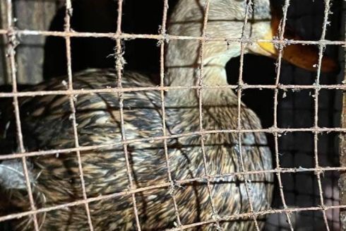 Зоозащитники спасли утку, которую держали в одном из киевских пабов