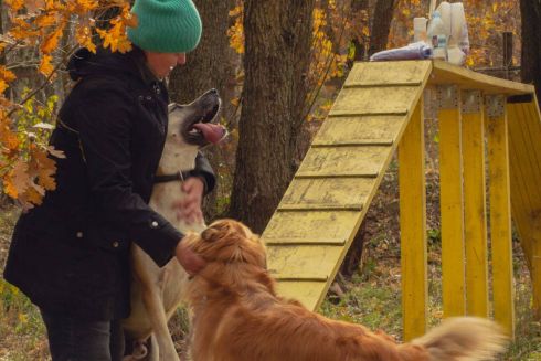 Притулок «Сіріус» планують зменшити протягом 2022 року через наявні борги