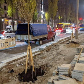 На бульваре Шевченко высадили новые деревья на месте уничтоженных ради парковки