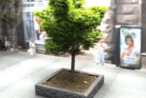 На Хрещатику висадили 9 видів дерев