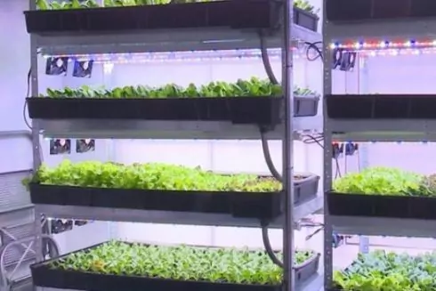 У Вінниці відкрили вертикальну сіті-ферму: там вирощують салат без землі й лопат
