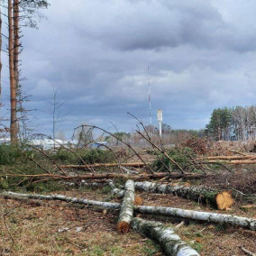 Вырубку деревьев под Киевом для строительства терминала «Новой почты» признали незаконной