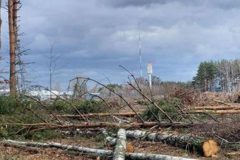 Вырубку деревьев под Киевом для строительства терминала «Новой почты» признали незаконной