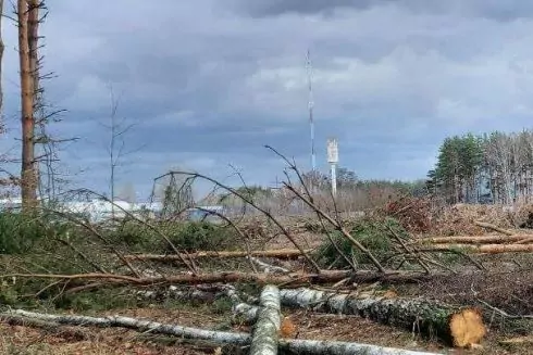 Вырубку деревьев под Киевом для строительства терминала &laquo;Новой почты&raquo; признали незаконной