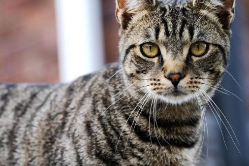 «Пожертви впали до нуля»: як допомогти українським притулкам