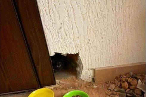 В Киеве появилась организация, спасающая животных из заблокированных квартир