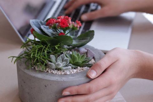 5 українських майстерень, які пропонують рослини в горщиках