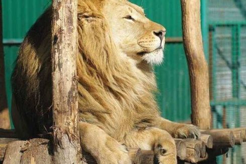 У Харкові окупанти знищили екопарк. Зоозахисники знайшли рішення для евакуації тварин