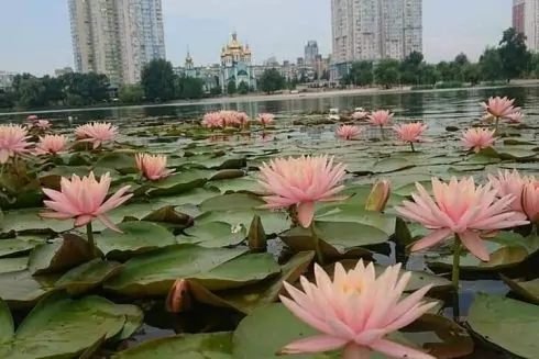 Фото дня. На Березняках розквітнув сад німфей