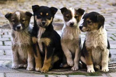 &ldquo;Київ Цифровий&rdquo; запустив опитування про допомогу безпритульним тваринам