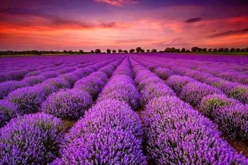 &laquo;Лаванда, горная лаванда&raquo; &ndash;  під Києвом з&rsquo;явиться нова фотозона