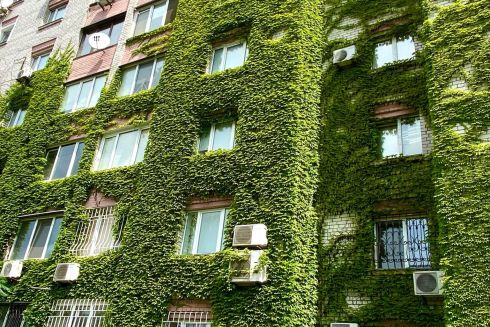 В Киеве запускают эко-инициативу вертикального озеленения