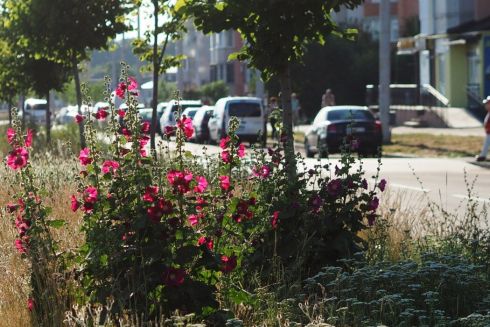 В Киеве будут высаживать злаки и декоративные луга вместо газонов