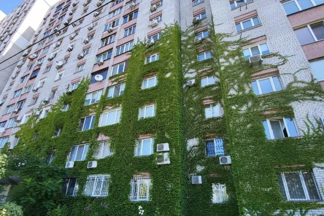 &laquo;Зелені фасади&raquo;. У Києві почали висаджувати в'юнкий виноград біля житлових будинків та шкіл