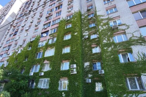 «Зелені фасади». У Києві почали висаджувати в'юнкий виноград біля житлових будинків та шкіл