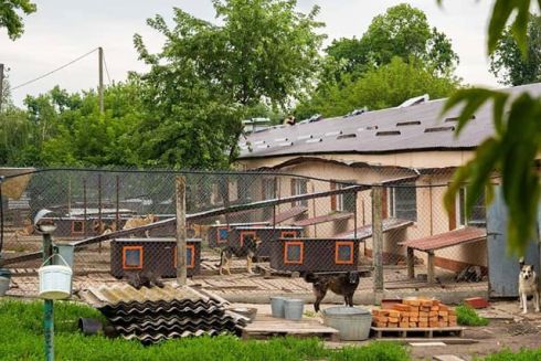 Фото. В Гостомеле завершили восстановление приюта для животных