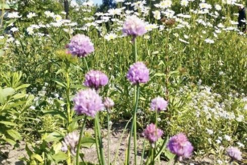 На проспекті Бажана висадили декоративні луки замість газонів: фото