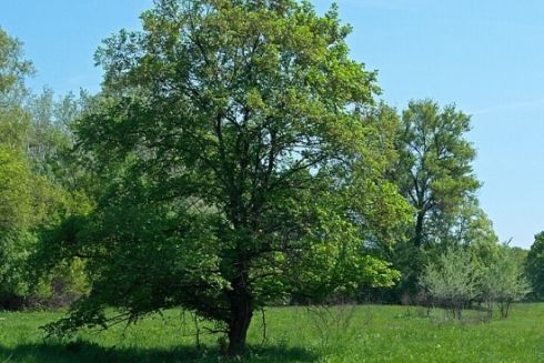 Прокуратура вимагає повернути Києву землі на Жуковому острові, які хотіли незаконно забудувати