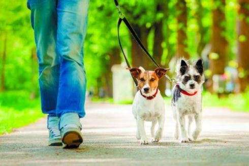 В Іспанії пропонують собак в оренду, щоб обійти карантин