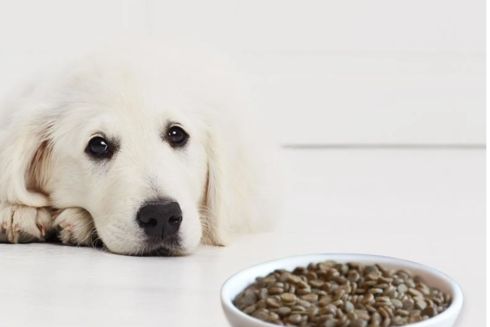 Все, що ви хотіли знати про корм Hills для собак: переваги, недоліки та поради щодо годування