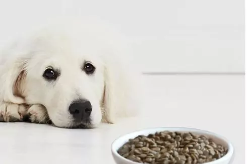 Все, що ви хотіли знати про корм Hills для собак: переваги, недоліки та поради щодо годування