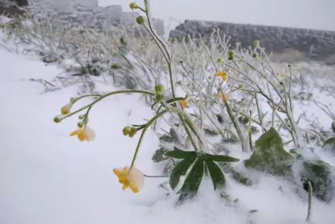 Фото: У Карпатах випав перший сніг