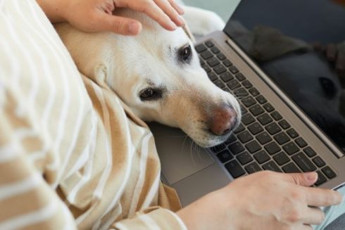 UAnimals запустили платформу з лекціями за донат: усі внески підуть на порятунок тварин