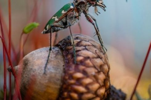 Фотография из Украины победила в международном фотоконкурсе «Вики любит Землю» 2023