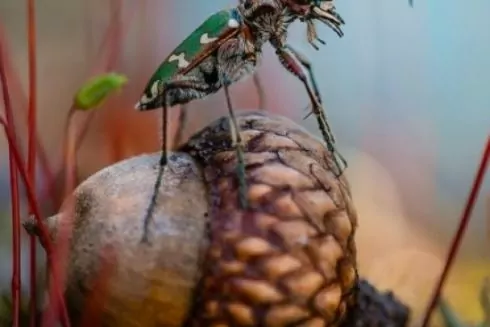 Фотография из Украины победила в международном фотоконкурсе &laquo;Вики любит Землю&raquo; 2023